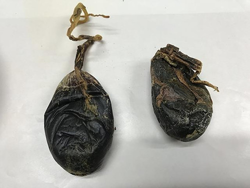 熊胆